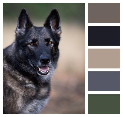 Dog Big German Shepherd Dog Image